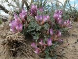 Astragalus arcuatus