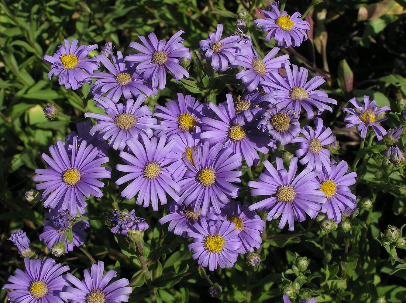 Изображение особи Aster amellus.