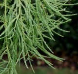 Taxodium разновидность imbricatum