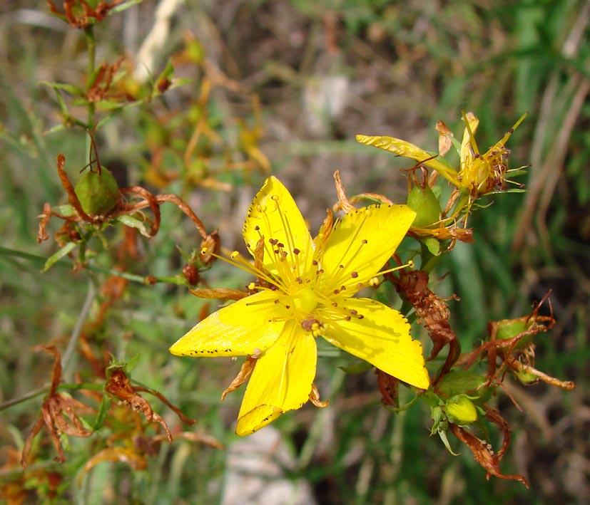 Изображение особи Hypericum perforatum.