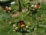 Scrophularia scopolii