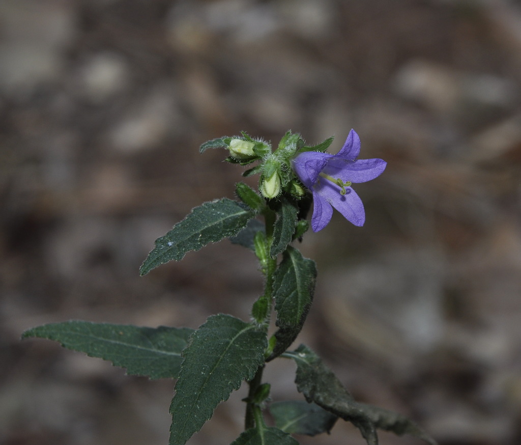 Изображение особи Campanula trachelium.