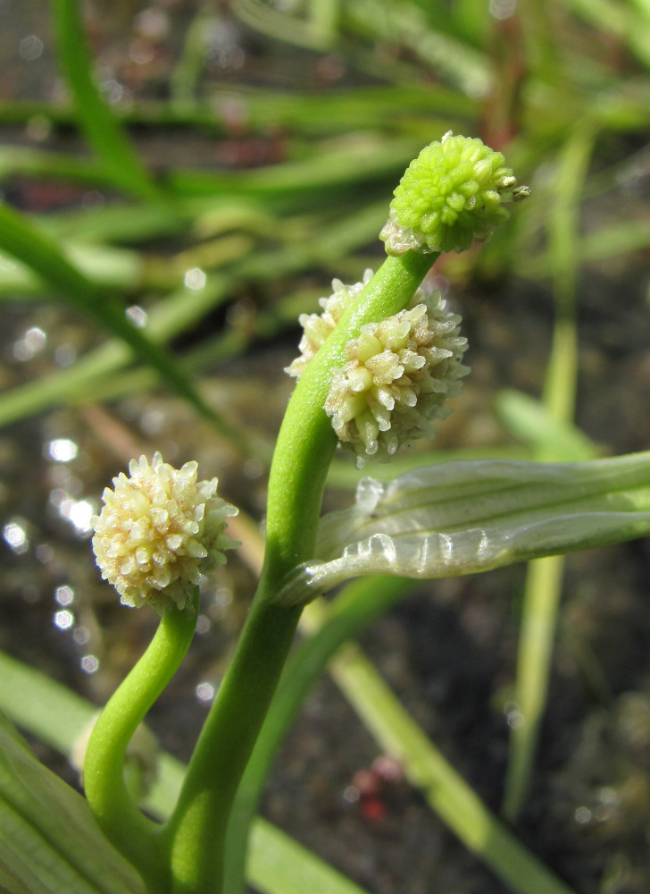 Изображение особи Sparganium hyperboreum.