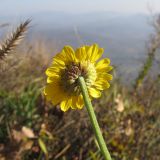 Anthemis tinctoria