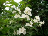 Philadelphus tenuifolius