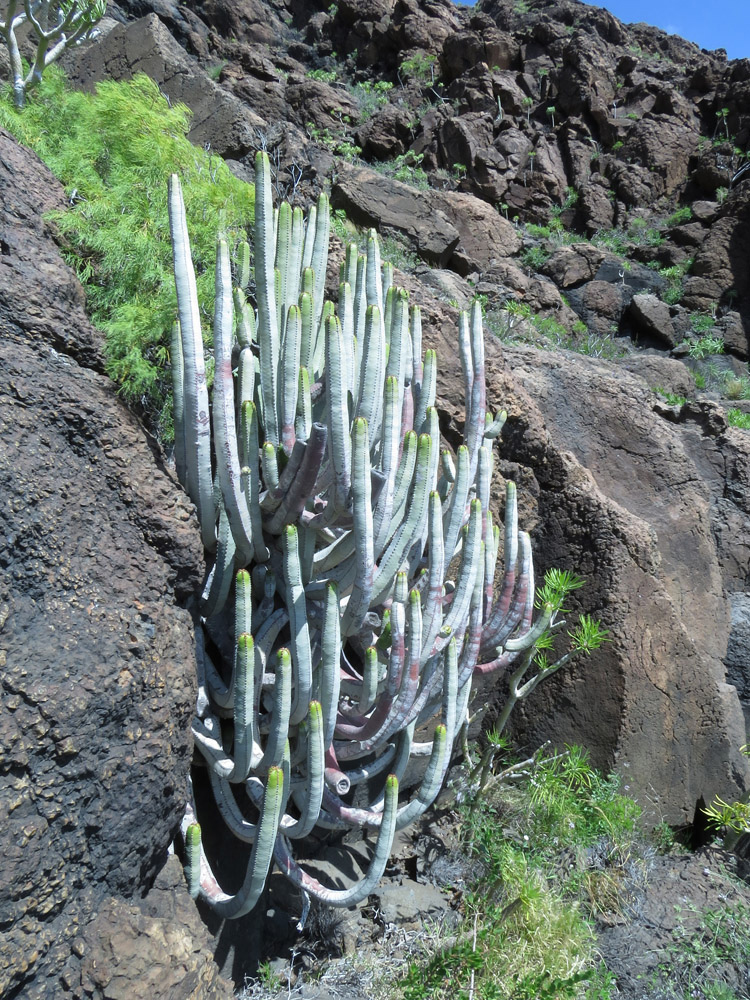 Изображение особи Euphorbia canariensis.