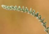 Achillea leptophylla. Лист. Ростовская обл., Неклиновский р-н, Николаевское с/п, балка. 13.06.2014.