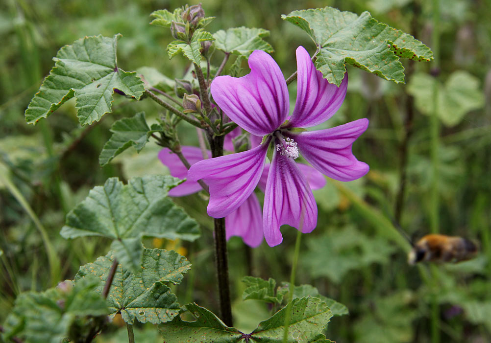 Изображение особи Malva erecta.