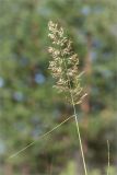 Calamagrostis epigeios. Верхушка побега с соцветием. Ленинградская обл., Лужский р-н, окр. дер. Сяберо, сосновый бор. 13.07.2014.