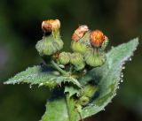 Sonchus asper