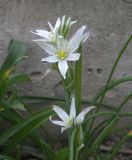 Ornithogalum gabrielianae