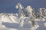 Picea obovata. Взрослые деревья, задрапированные плотным снегом. Южный Урал, хр. Зигальга, плоская вершина горы 1235,7 м. 7 января 2016 г.