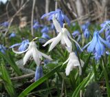 Scilla siberica