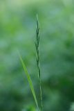 Brachypodium pinnatum