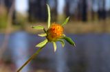 Bidens frondosa