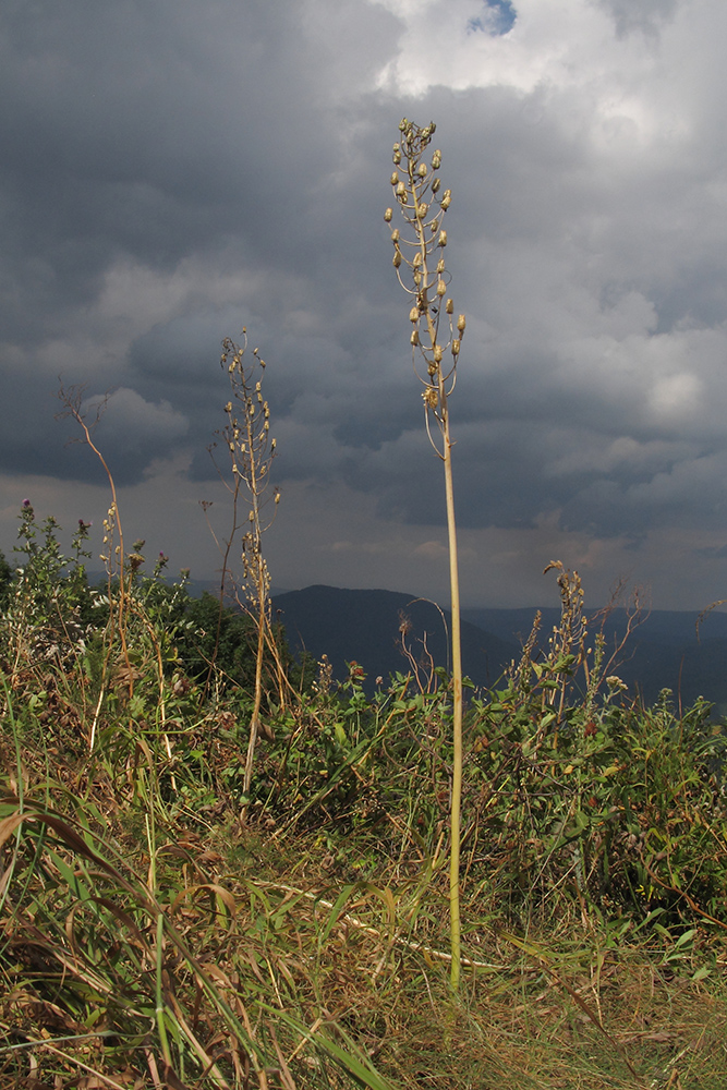 Image of Ornithogalum arcuatum specimen.