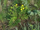 Potentilla tanacetifolia. Цветущее растение. Иркутская обл., Иркутский р-н, окр. дер. Жердовка, луг. 12.07.2016.