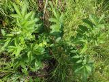 Agrimonia eupatoria. Растение с развивающимися соцветиями (вид сверху). Беларусь, Минская обл., Минский р-н, окр. агрогородка Ждановичи, влажный луг. 18.06.2016.