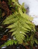 Dryopteris carthusiana