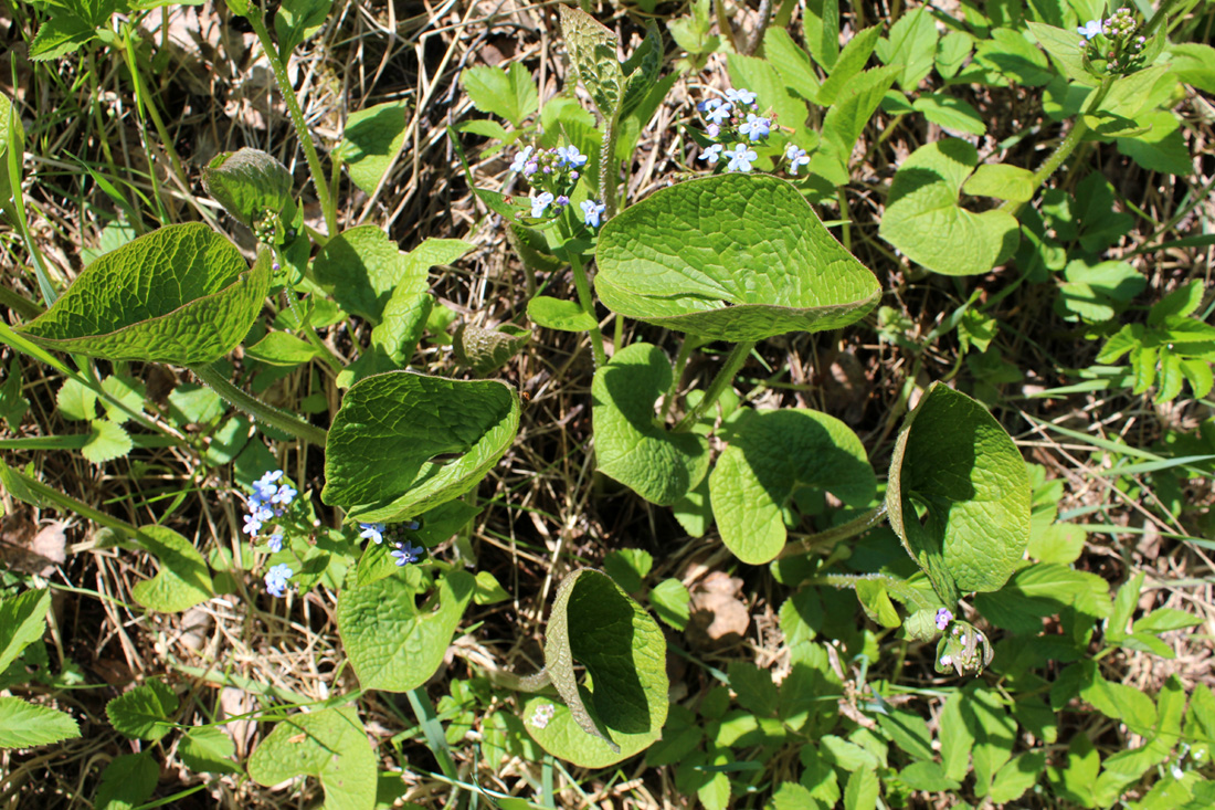 Изображение особи Brunnera macrophylla.