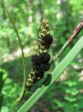 Carex cuspidata