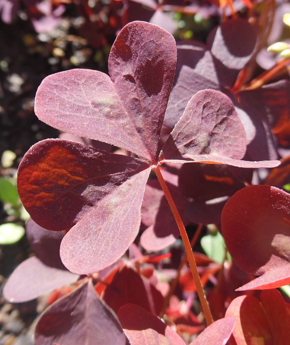 Изображение особи Oxalis stricta.