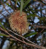 Hakea multilineata