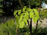 Aralia elata. Основания стволов с нижними листьями. Украина, г. Луганск, Опытное поле, в культуре. 24.08.2017.