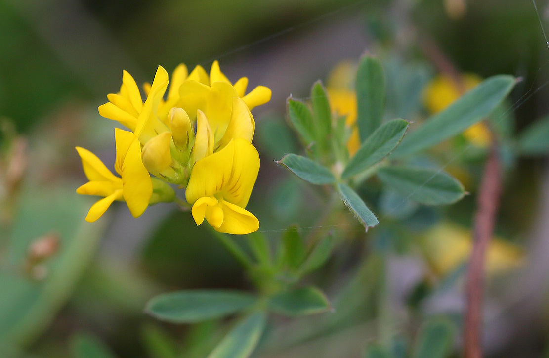 Изображение особи Medicago falcata.