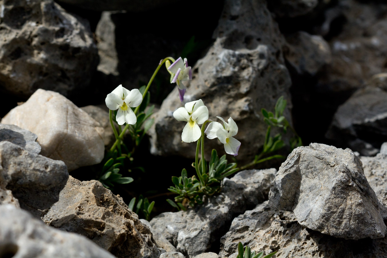 Изображение особи Viola fragrans.