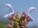 Salvia pomifera. Верхушка соцветия. Греция, о-в Крит, ном Ханья (Νομός Χανίων), дим Киссамос (Κίσσαμος), прибрежная фригана. 25 июня 2017 г.