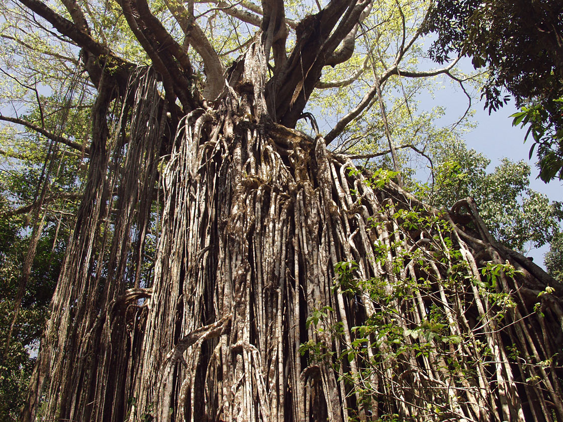 Изображение особи Ficus virens.