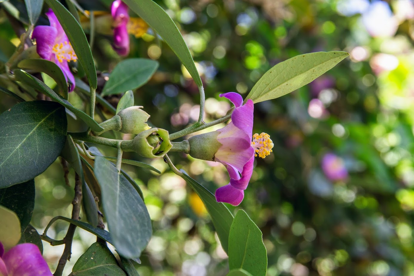 Изображение особи Lagunaria patersonia.