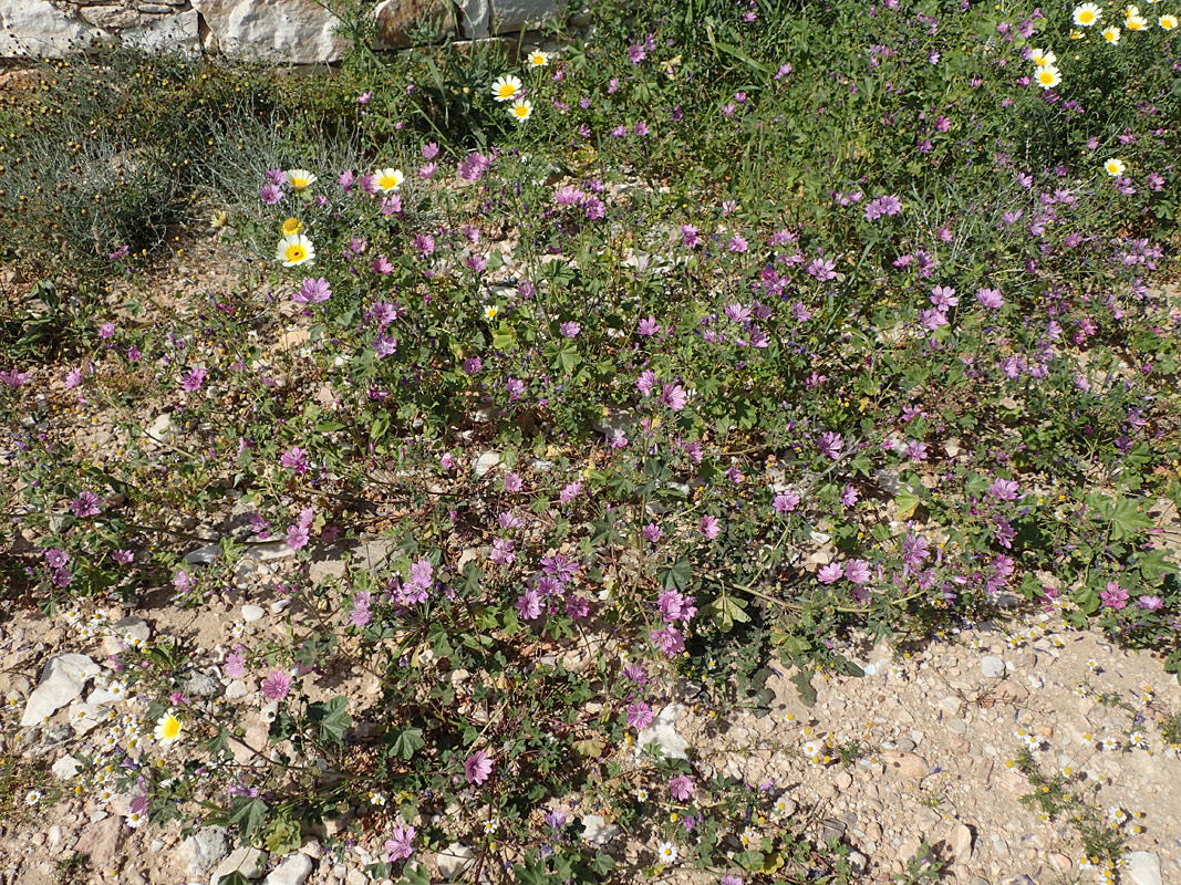 Изображение особи Malva sylvestris.