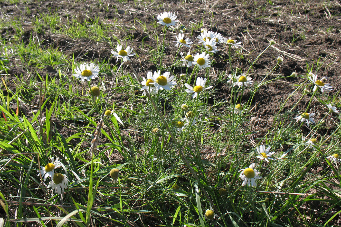 Изображение особи Tripleurospermum inodorum.