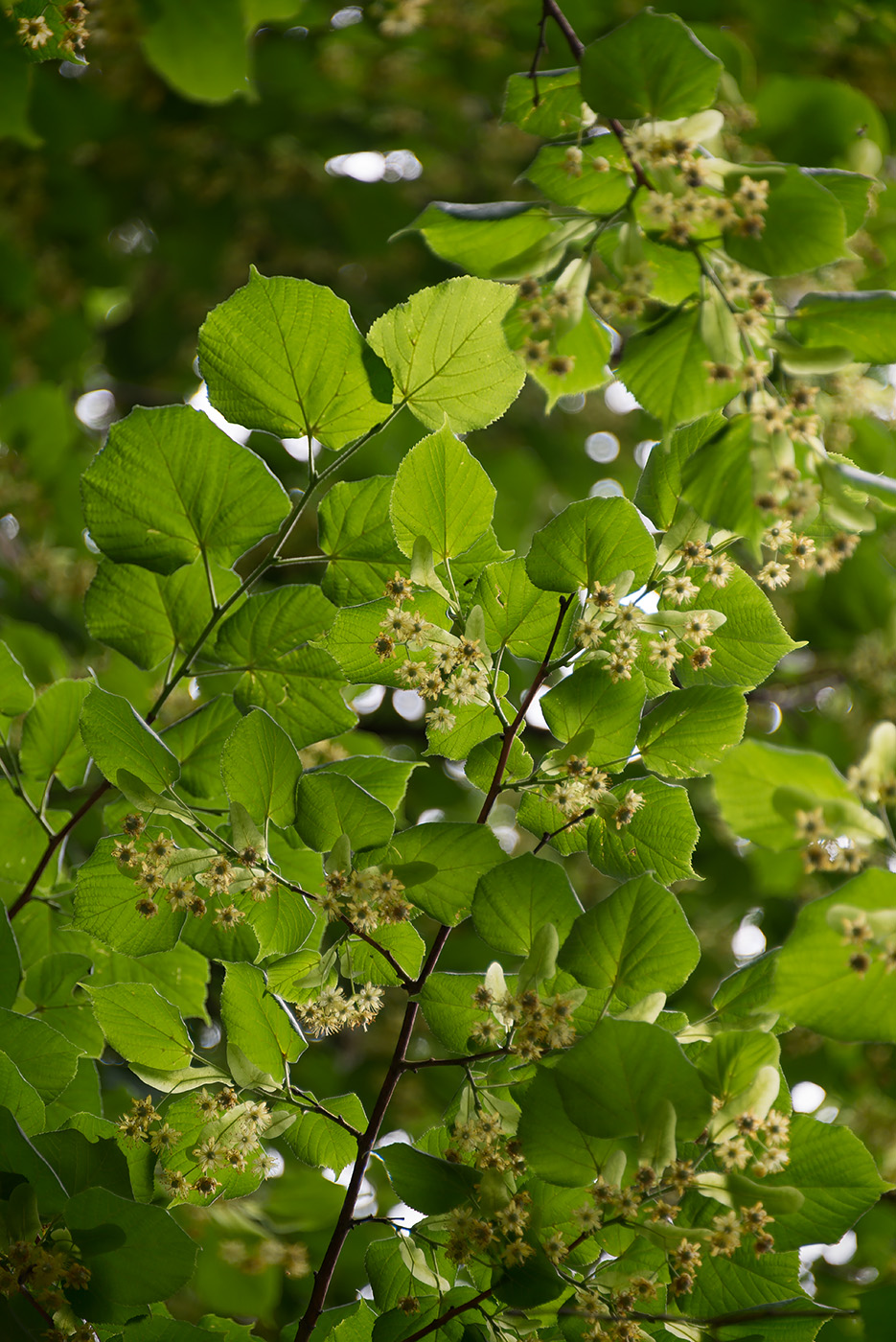 Image of Tilia platyphyllos specimen.