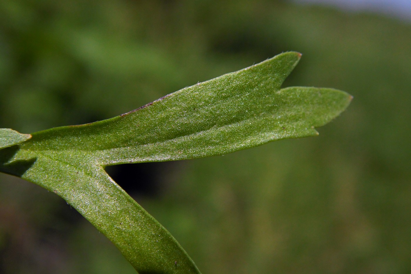 Изображение особи Ranunculus arvensis var. tuberculatus.