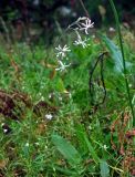 Silene nutans. Верхушка цветущего растения. Владимирская обл., Суздальский р-н, окр. с. Кидекша, луг на опушке сосняка. 18.08.2019.