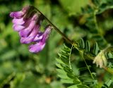 Vicia sosnowskyi