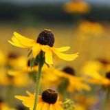 Rudbeckia bicolor