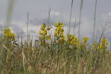 Thermopsis lanceolata