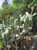 genus Opuntia. Верхняя часть плодоносящего растения. Испания, Каталония, провинция Girona, Costa Brava, Blanes, ботанический сад \"Pinya de Rosa\". 27 октября 2008 г.