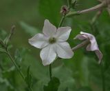 Nicotiana alata