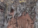 Tillandsia usneoides. Вегетирующие растения. Перу, регион Куско, археологический комплекс \"Писак\", вертикальная скала на склоне северо-западной экспозиции. 12.10.2019.