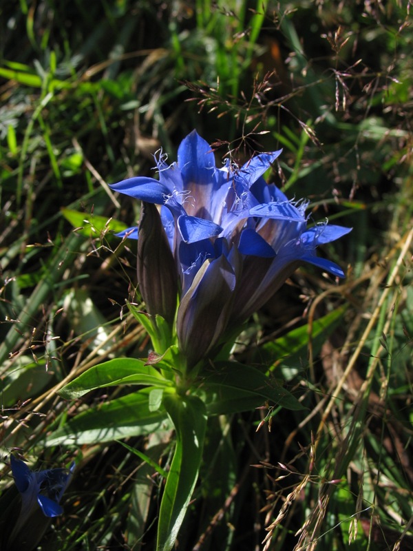 Изображение особи Gentiana septemfida.