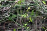 Smilax excelsa