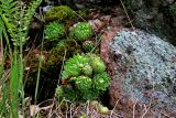 Jovibarba globifera