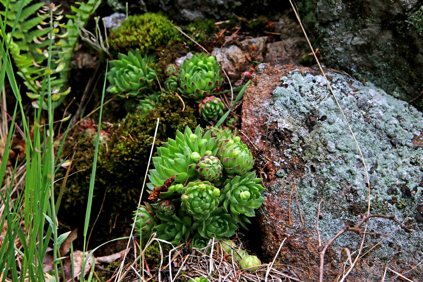 Image of Jovibarba globifera specimen.