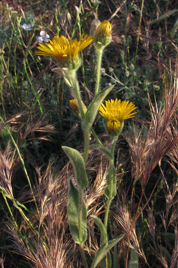 Изображение особи Inula oculus-christi.