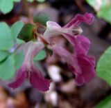 Corydalis caucasica